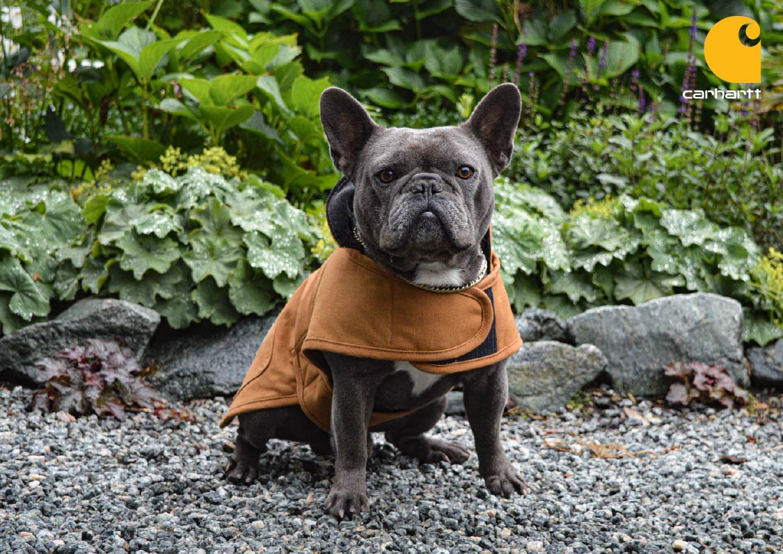 Carhartt voor honden